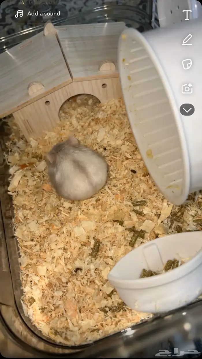 هامستر للبيع 2