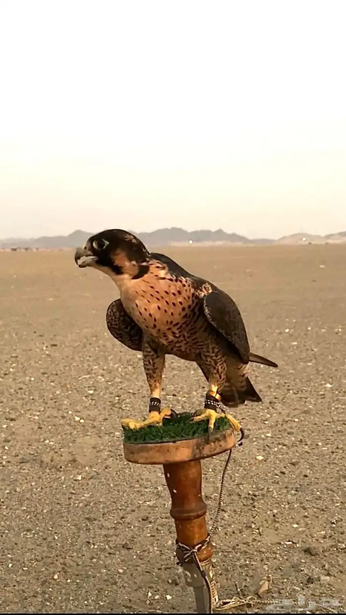 جبليه للبيع 0