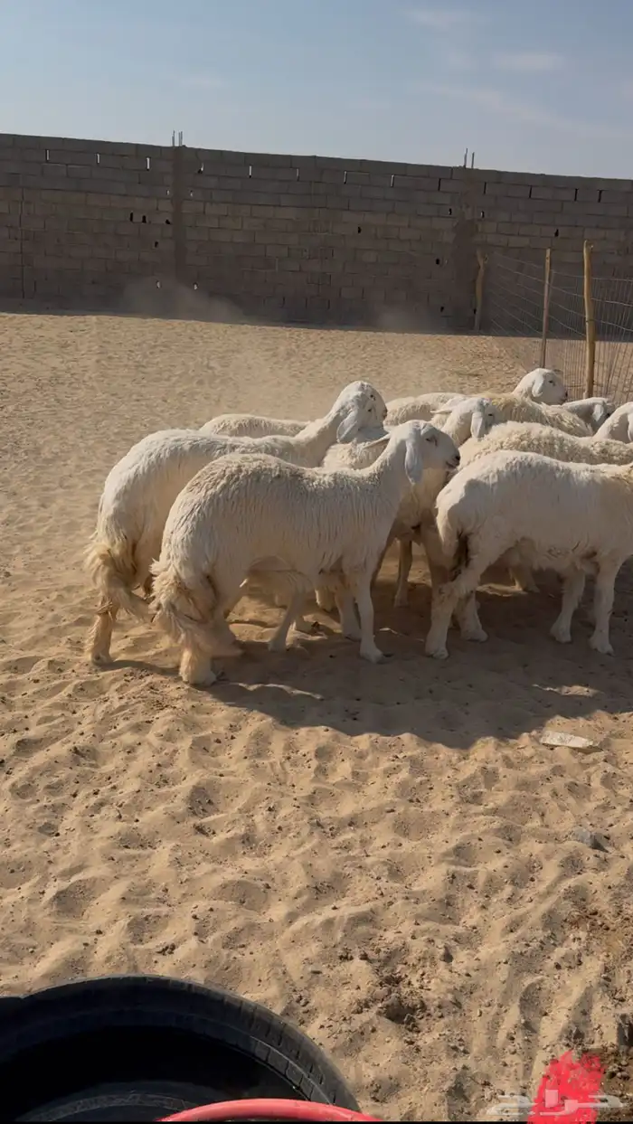 العدد 12 رخل من 9 شهور وفوق 0