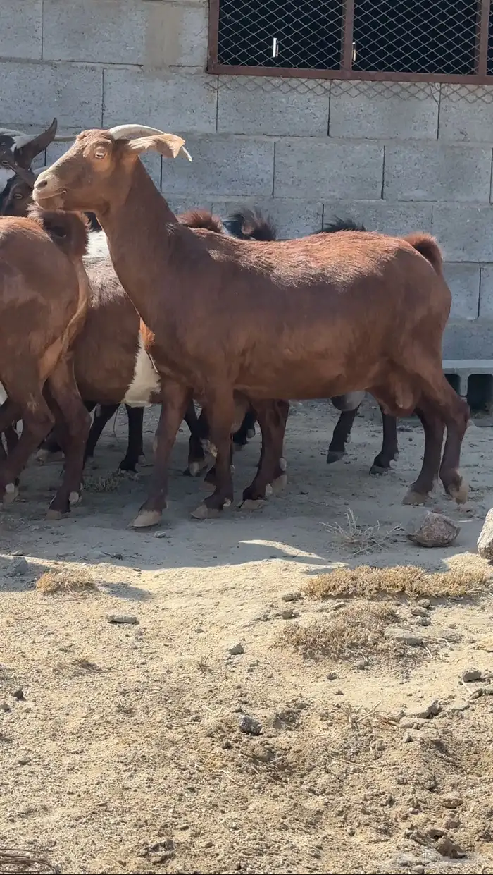 معزا دفيع قرايب تم البيع 7