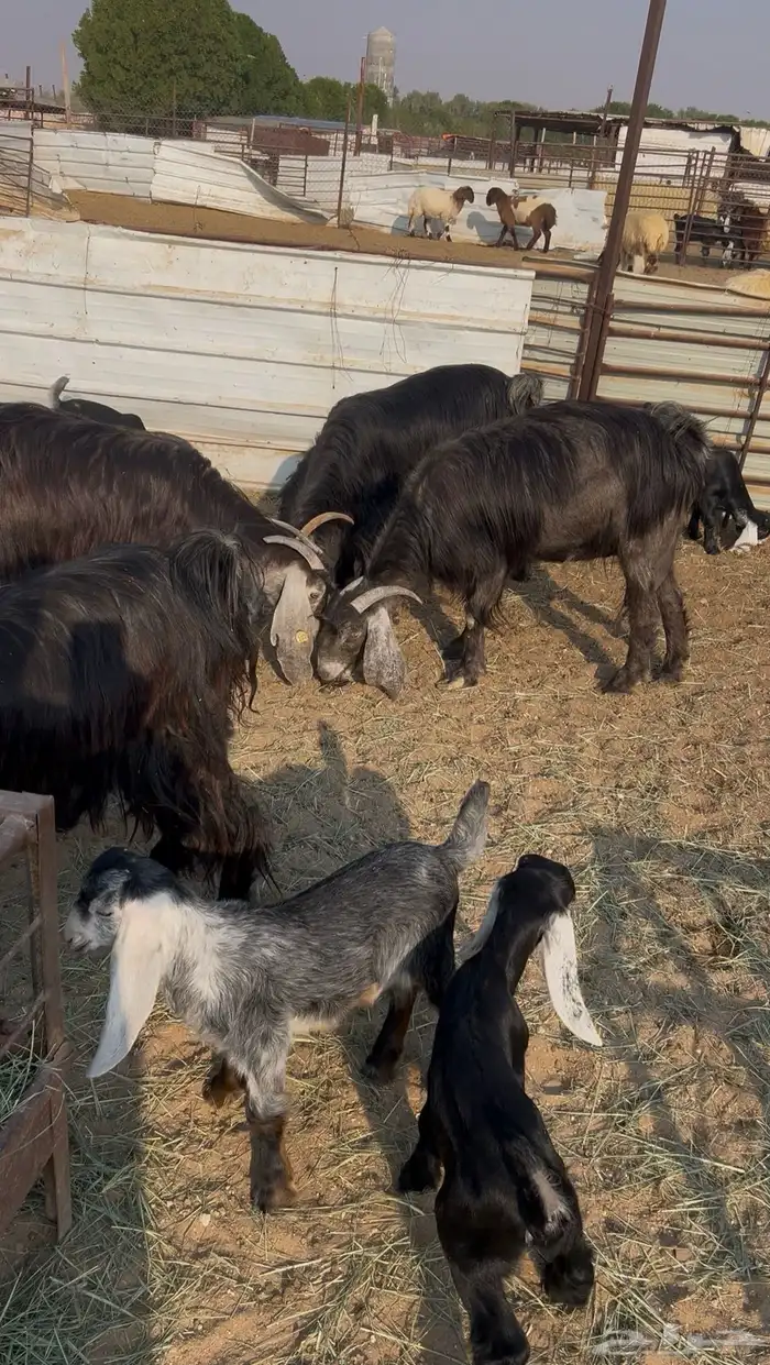 معزا عوارض طيبه متاومه 0