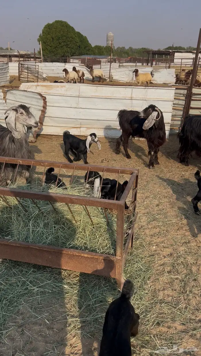 معزا عوارض طيبه متاومه 1