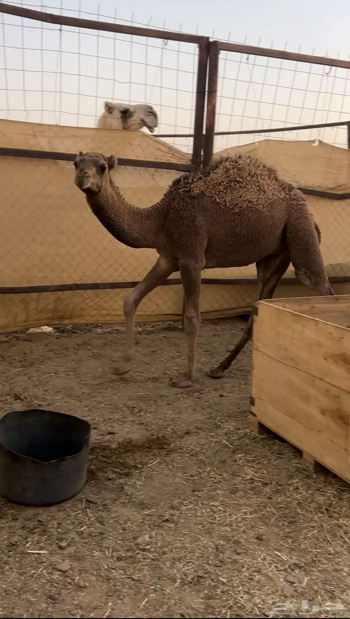 قعود مفرود فل شحم 1