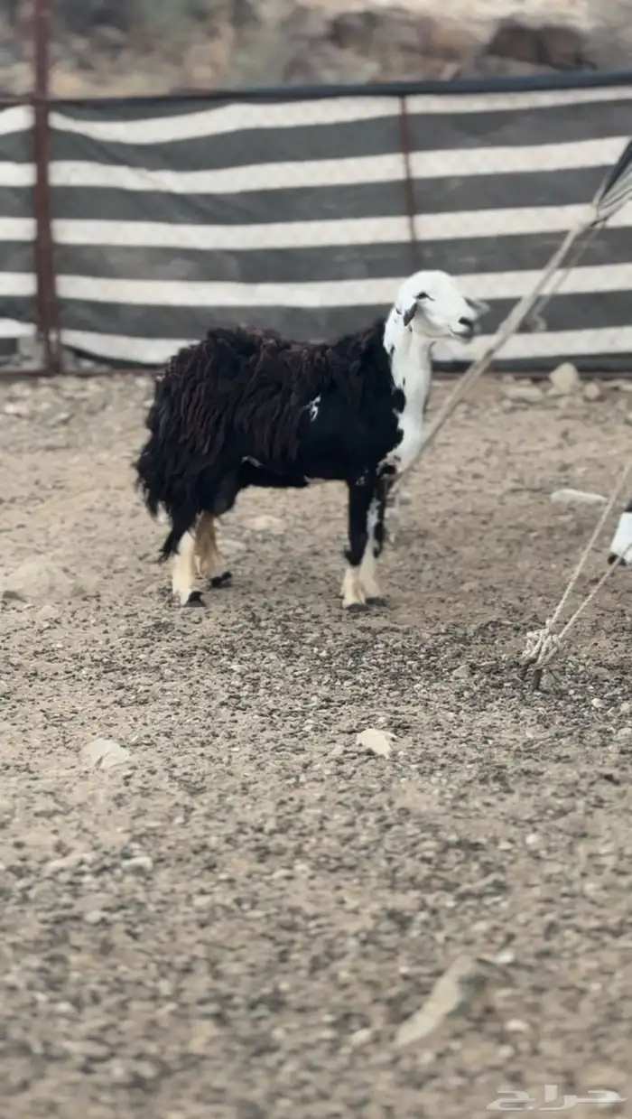 شاه صنف فارعه للبيع 1