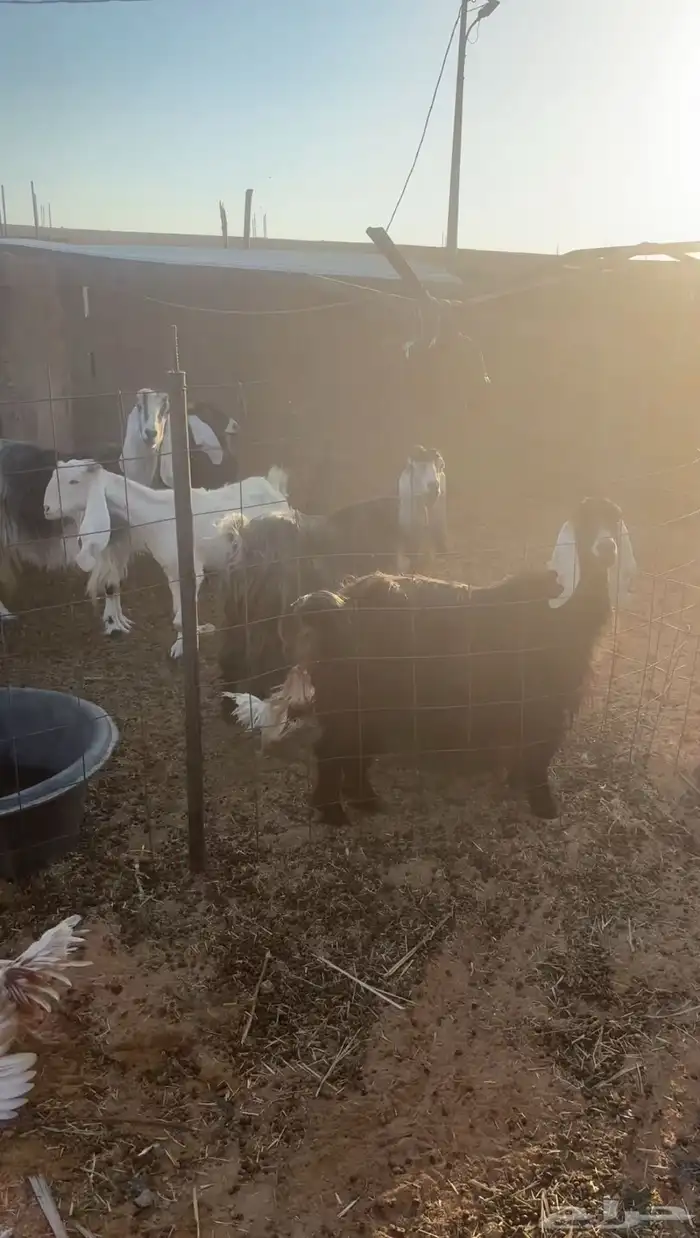 معزا مضاريع 0