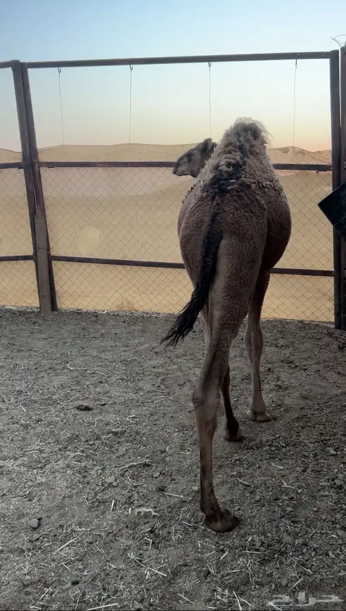 قعود مفرود فل شحم 0