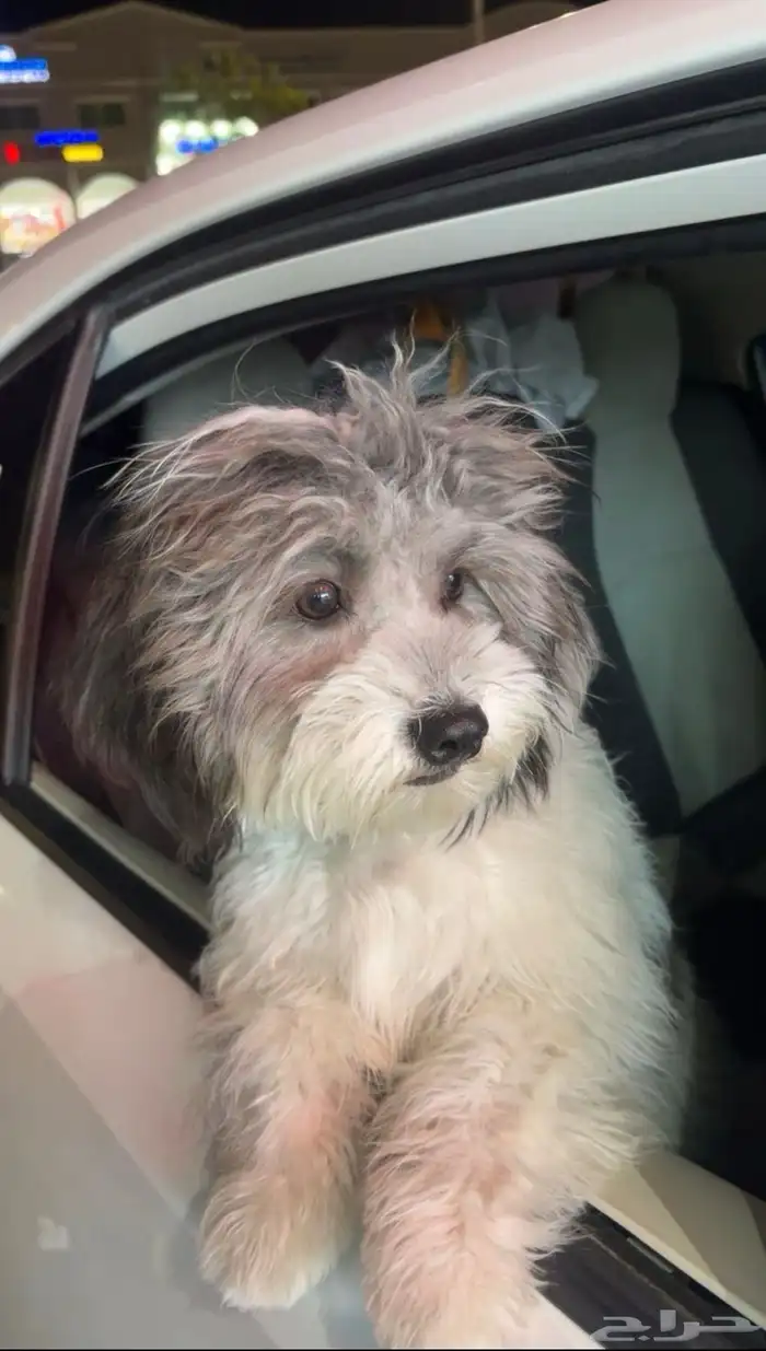 كلب للبيع اي سوم تجي علطول ببيع 2