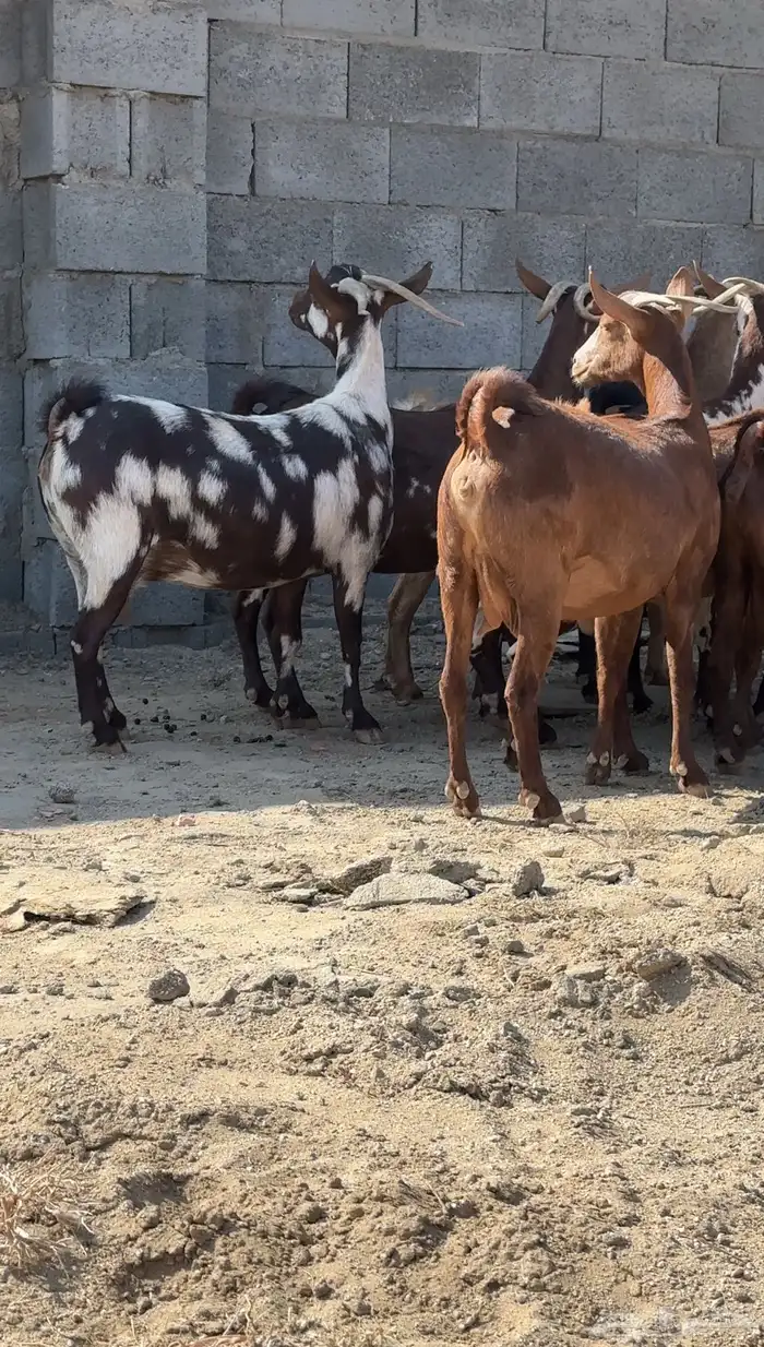 معزا دفيع قرايب تم البيع 0