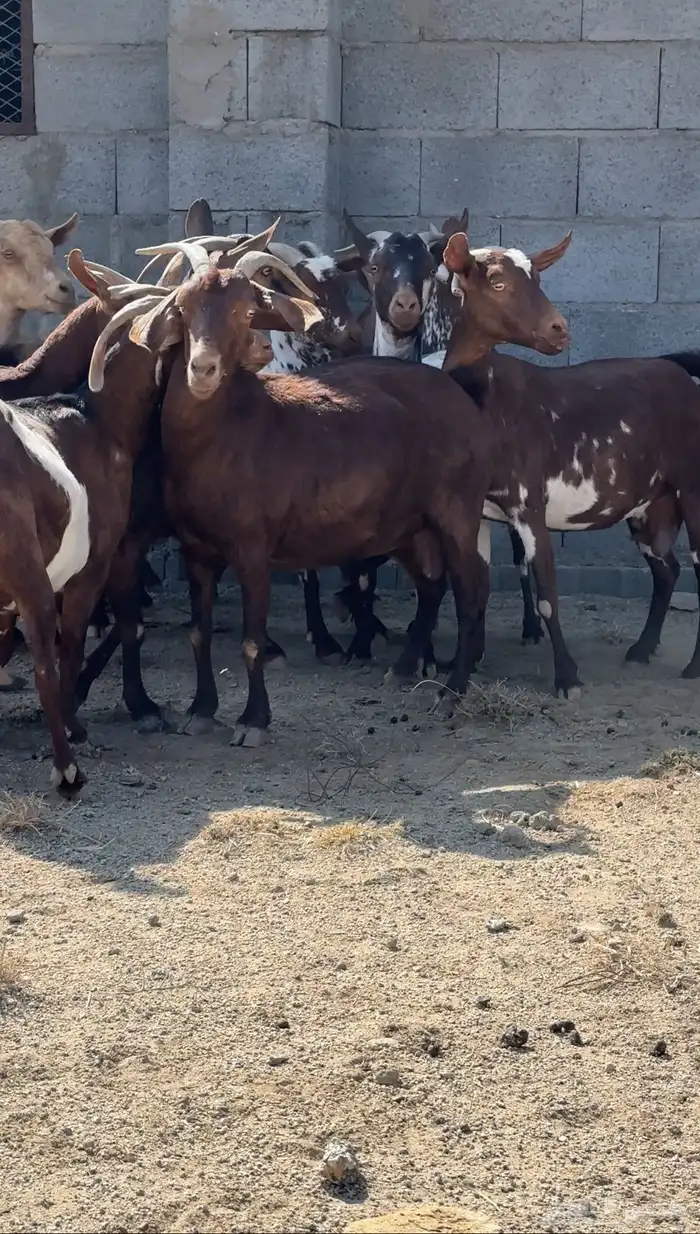 معزا دفيع قرايب تم البيع 10