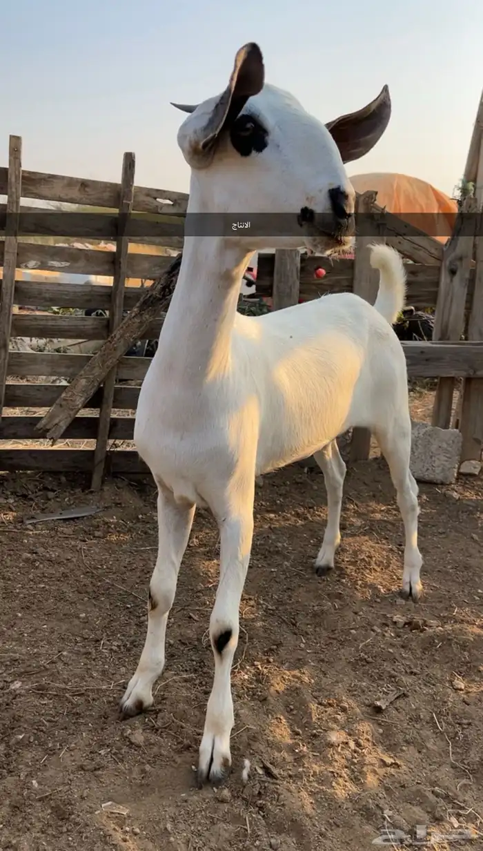 عنز كحلاء فاخره متاومه ب 3جفار كحل ماشاءالله 1