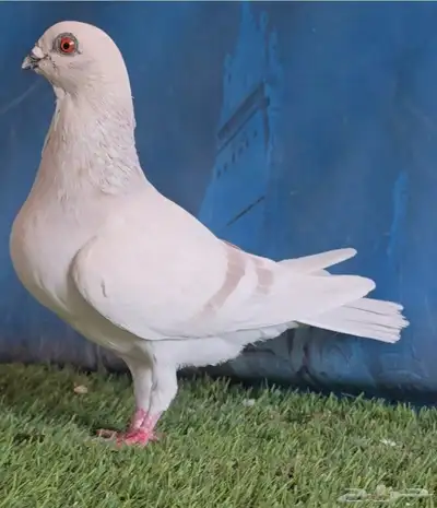 جووز بوز احمر بكحله مع انتاجه index