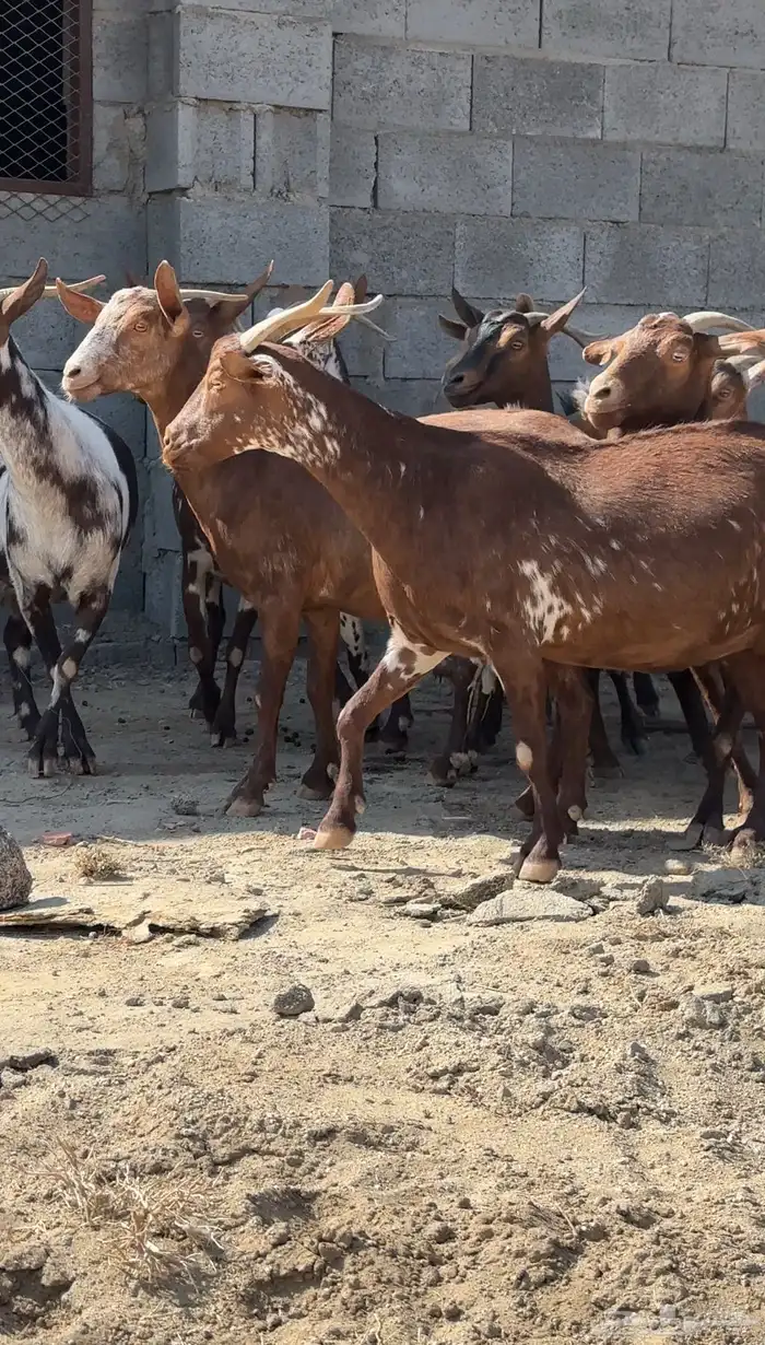 معزا دفيع قرايب تم البيع 8