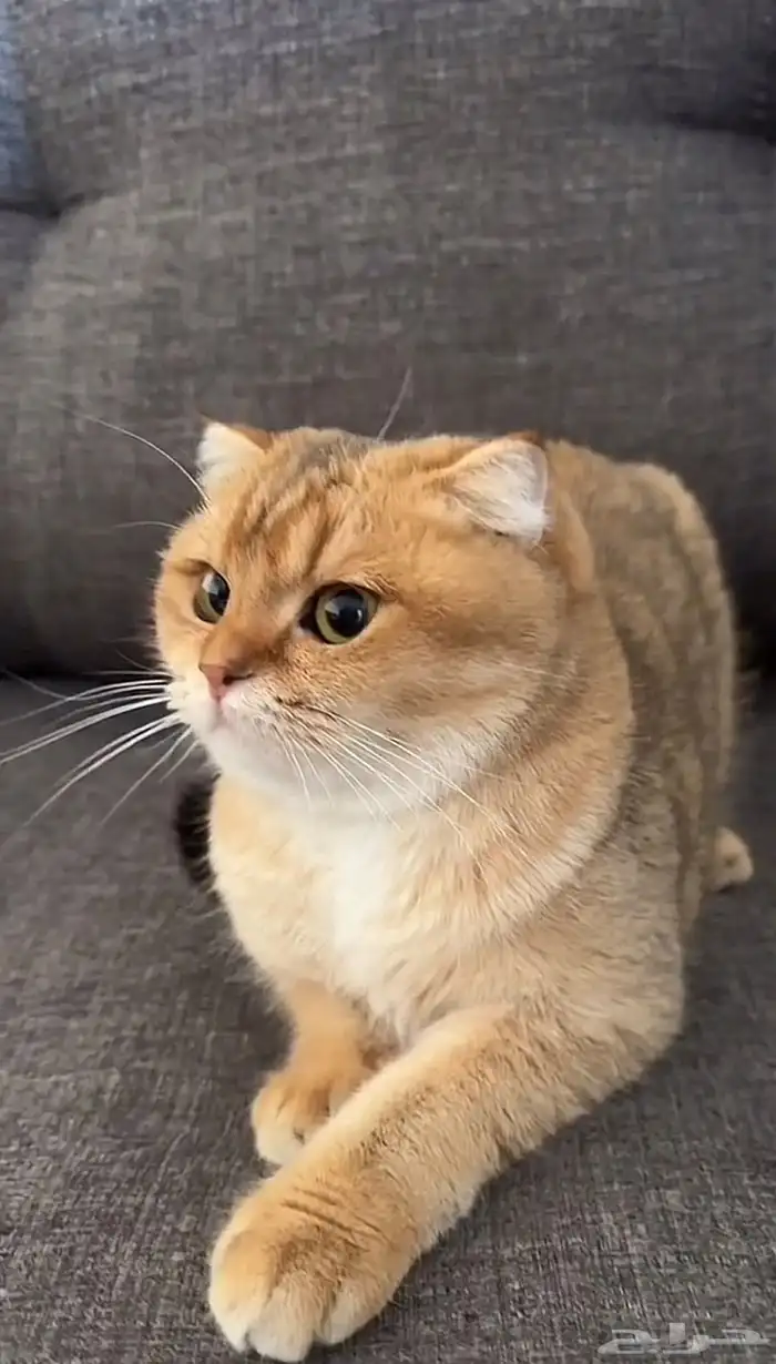 فندق للحيونات الاليفه 1