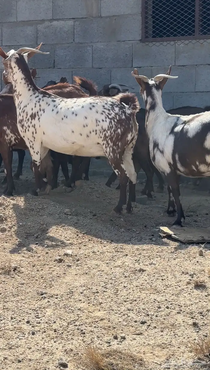 معزا دفيع قرايب تم البيع 4