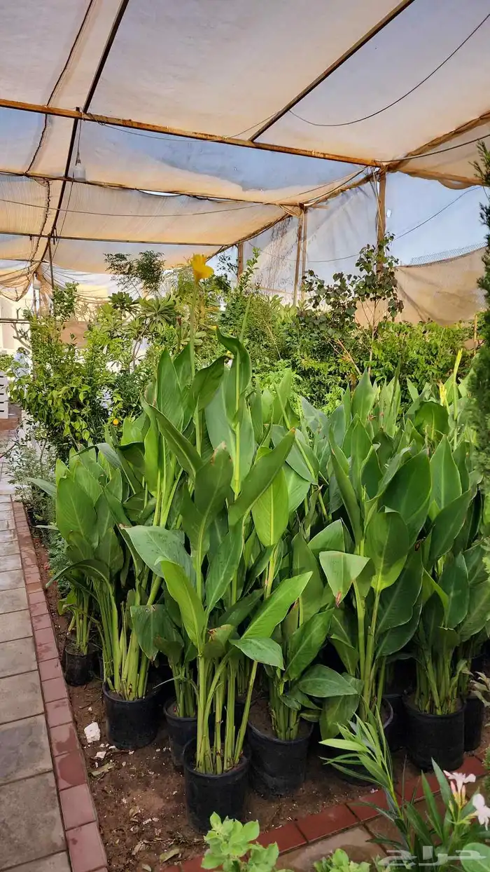 تنسيق حدائق صيانه الحدائق الشهريه والسنويه وبيع الثيل الطبيع 5