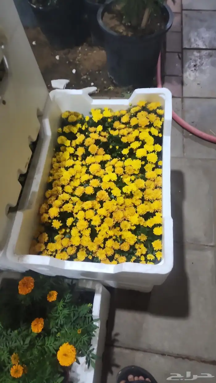 تنسيق حدائق صيانه الحدائق الشهريه والسنويه وبيع الثيل الطبيع 3