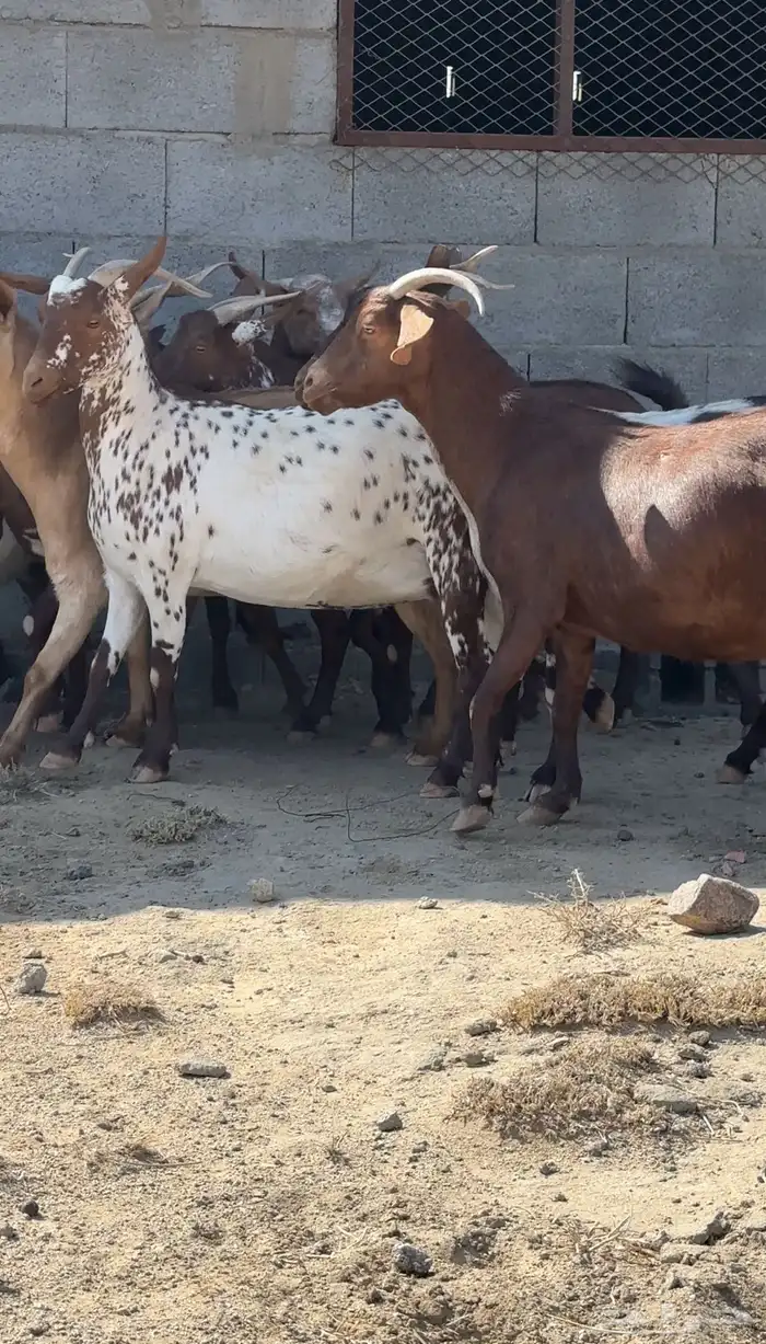 معزا دفيع قرايب تم البيع 6