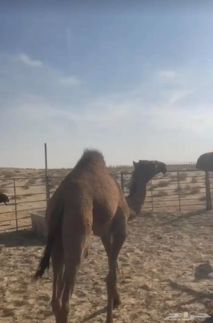 قعود اصفر عمره 8 شهور الموقع غريب المطار 3