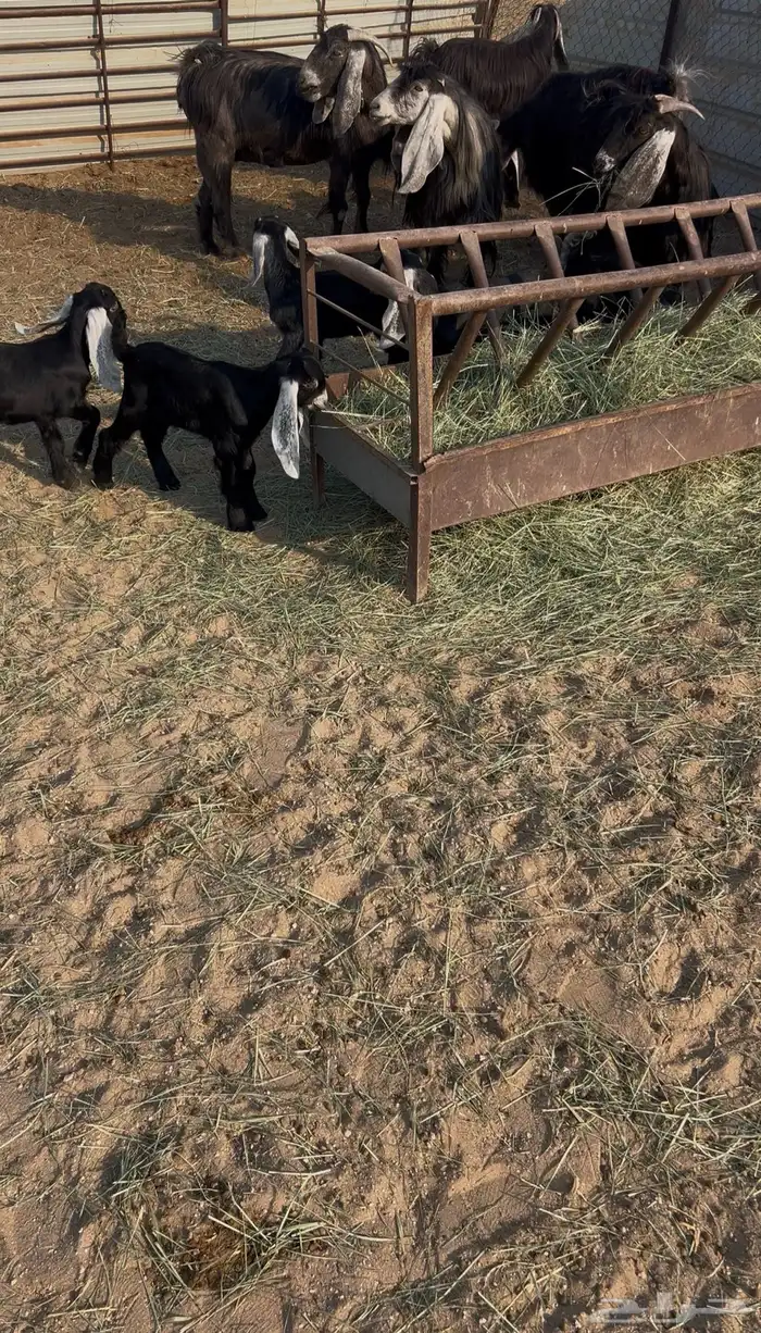 معزا عوارض طيبه متاومه 2