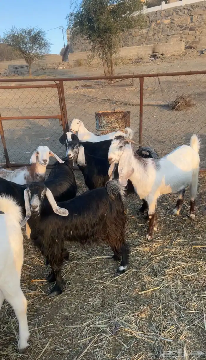 معزا للبيع 1