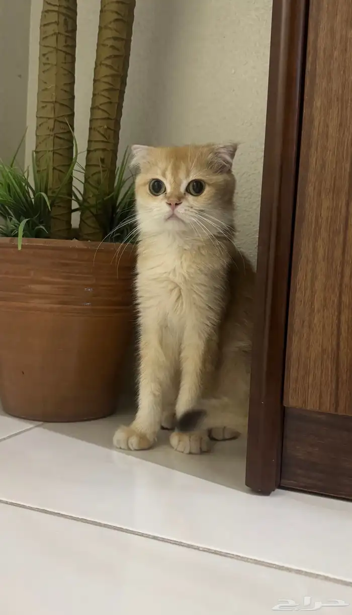 قطة وقط سكوتش 12