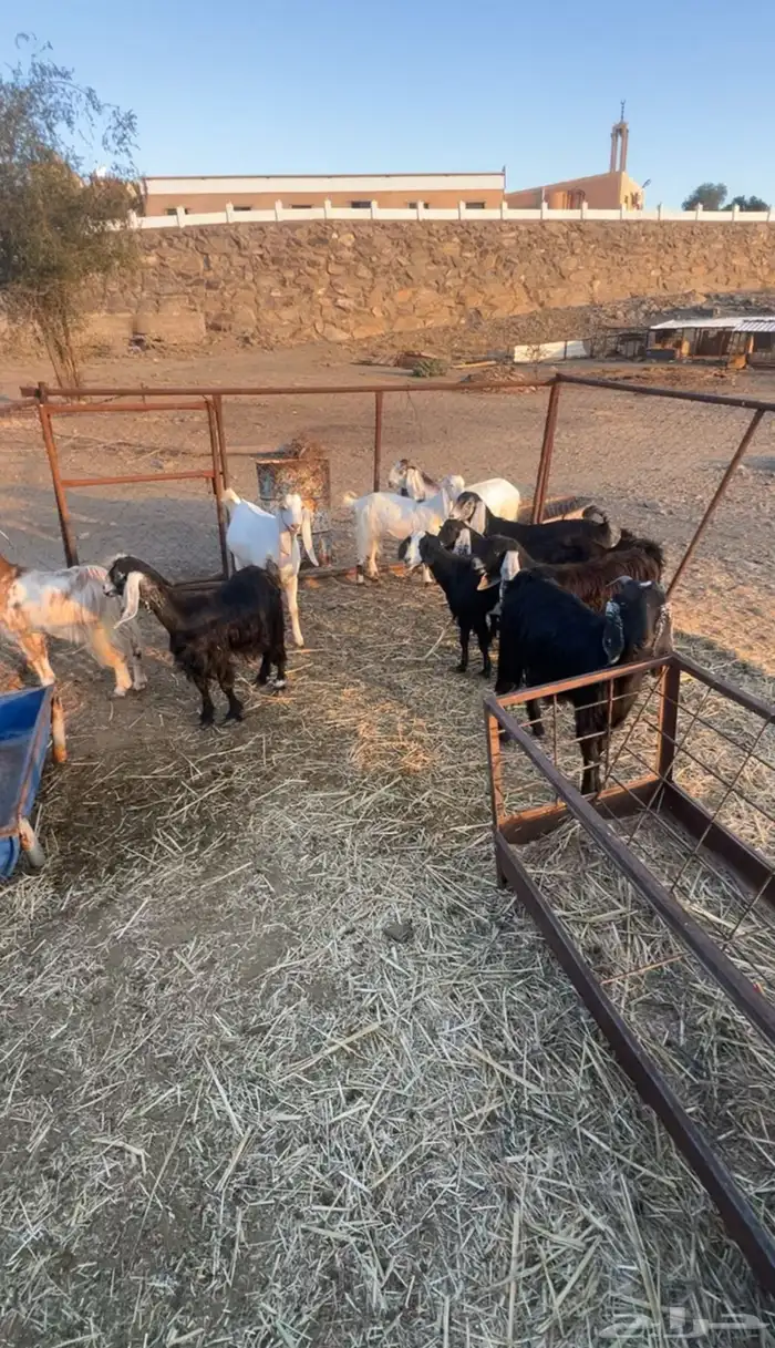 معزا للبيع 0