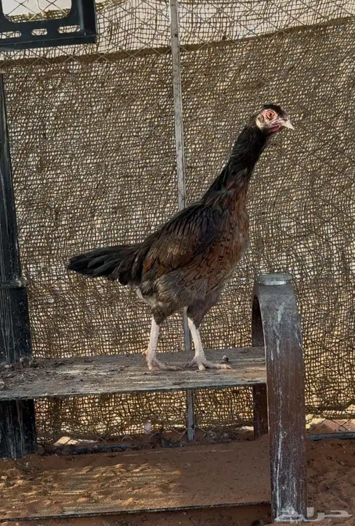 دجاجة باكستانية 0