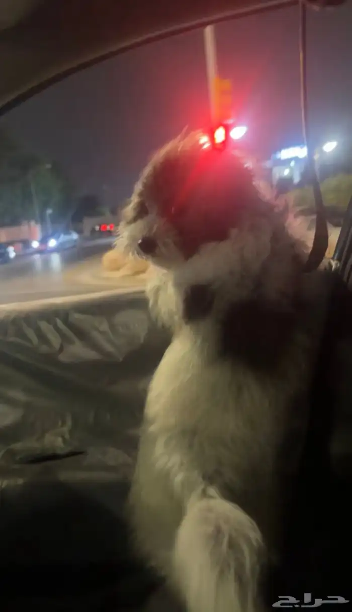 كلب للبيع اي سوم تجي علطول ببيع 0