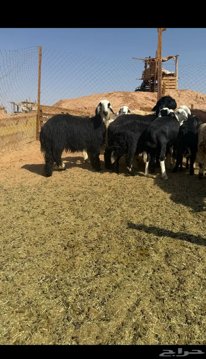 خرفان و رخال 7