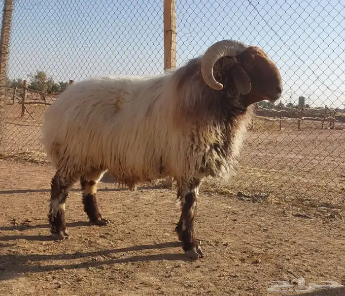 بيع الله يبارك له فحل نعيم ادبس 1