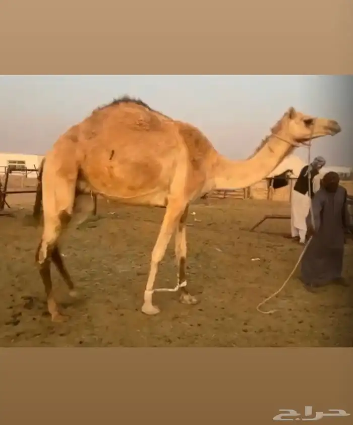 معشر بنت سودانيه ابوها المتحد 0