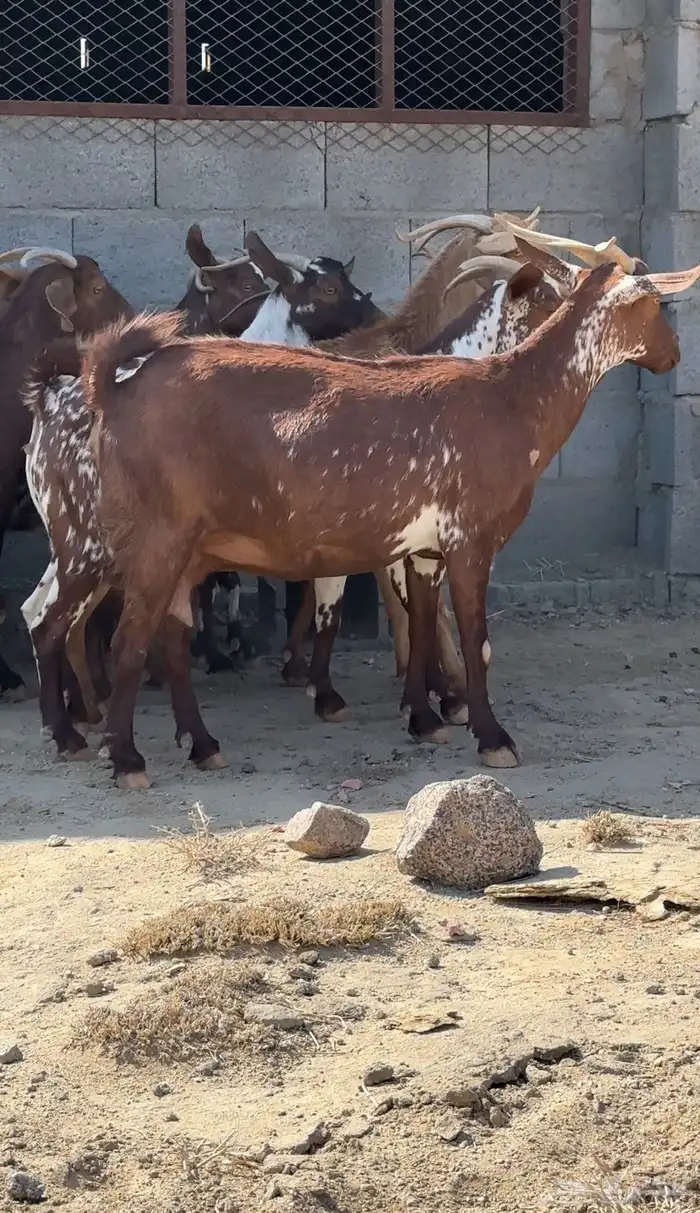 معزا دفيع قرايب تم البيع 5