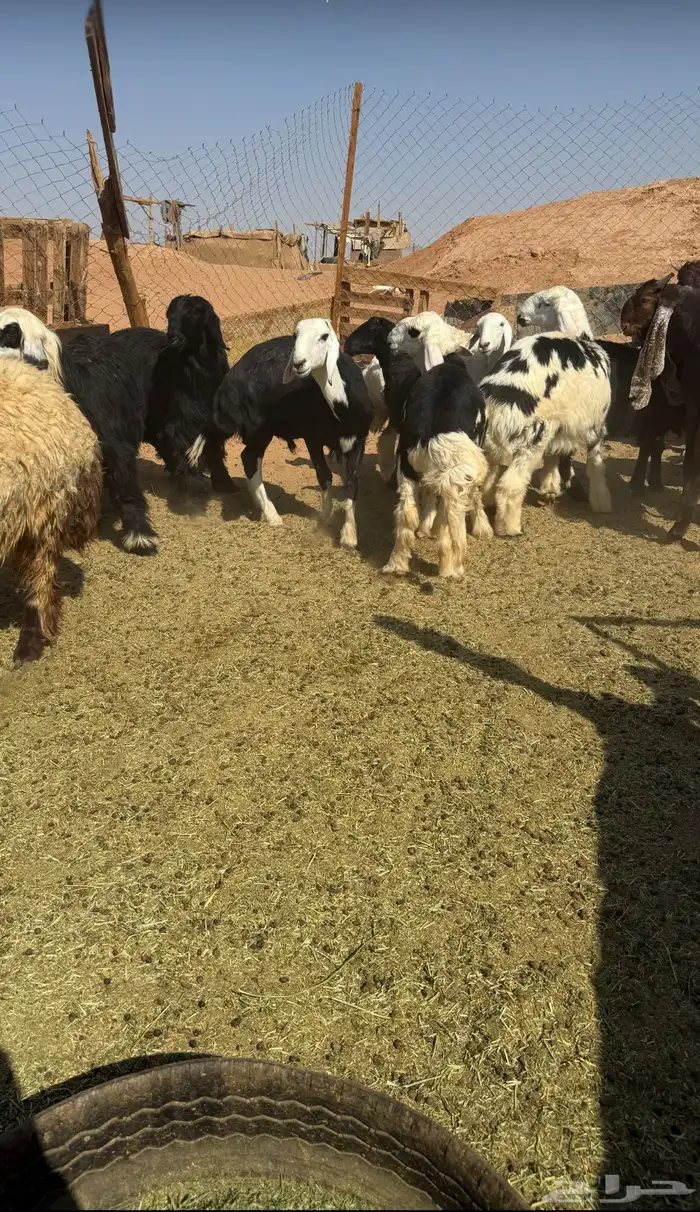 خرفان و رخال 4