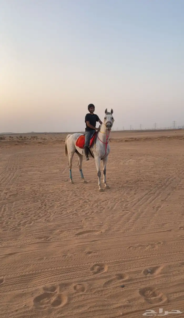 حصان سرعه للبيع 0