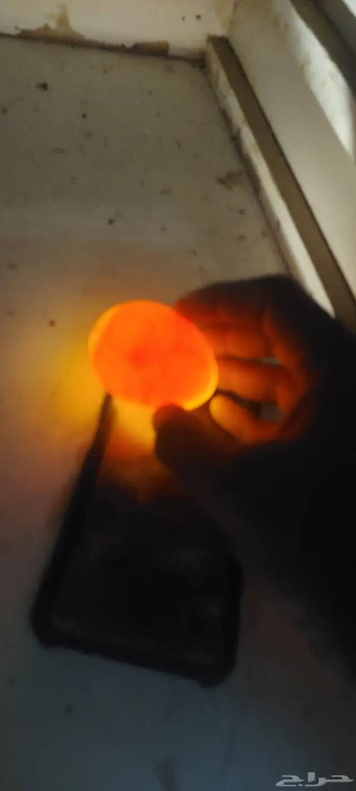 بط مصري بكيني 3