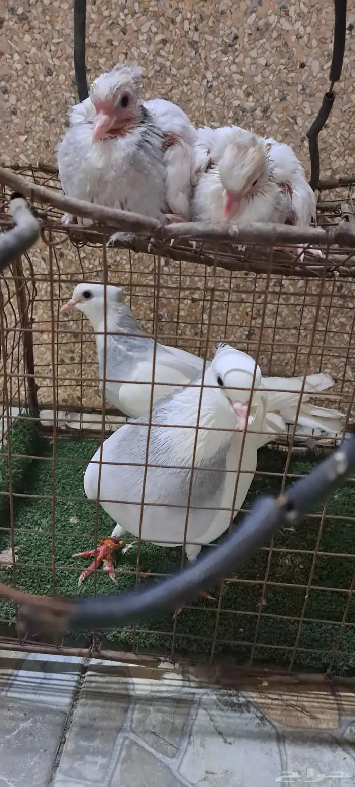 جوز ايراني 1