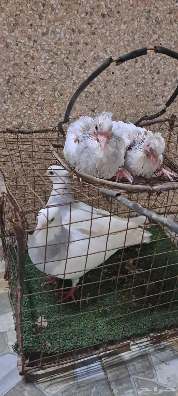 جوز ايراني 2