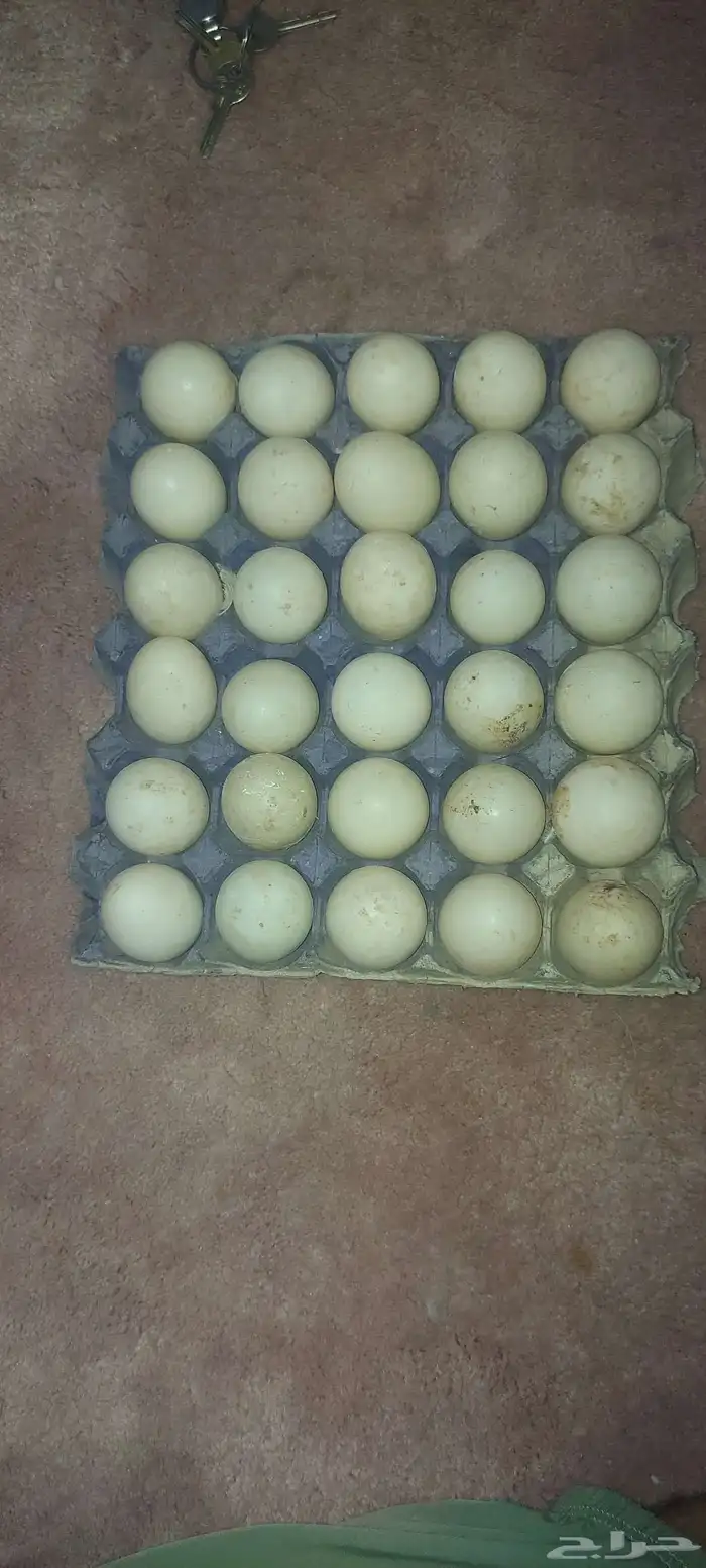 بط مصري بكيني 0