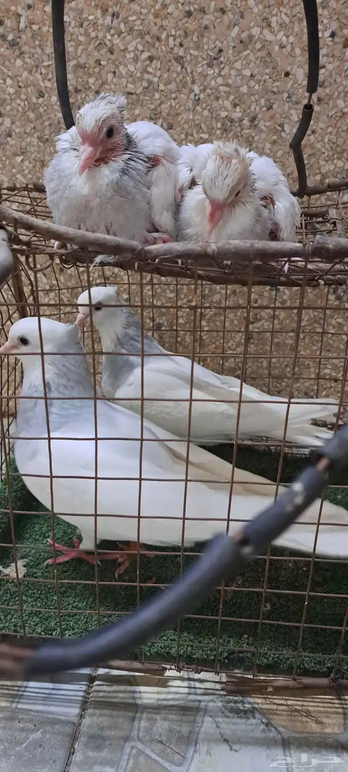 جوز ايراني 0