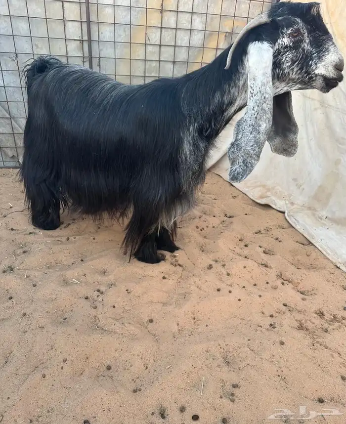 عرض بيع عنز عارضيه دافع. ضغط عالي 1