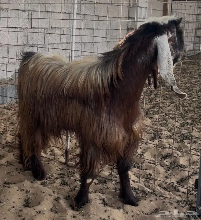 تيس فحل اجم 0