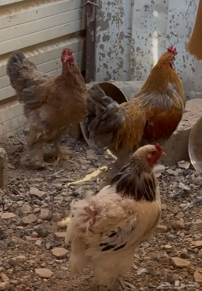 دجاجتين وديك 1