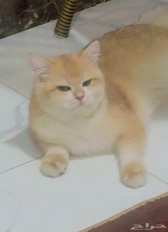 ذكر برتش ny12 مسجل من أب وأم مسجلين 3