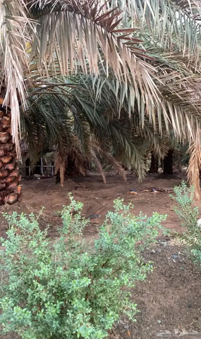مطلوب مزرعه للإيجار في مكه 0