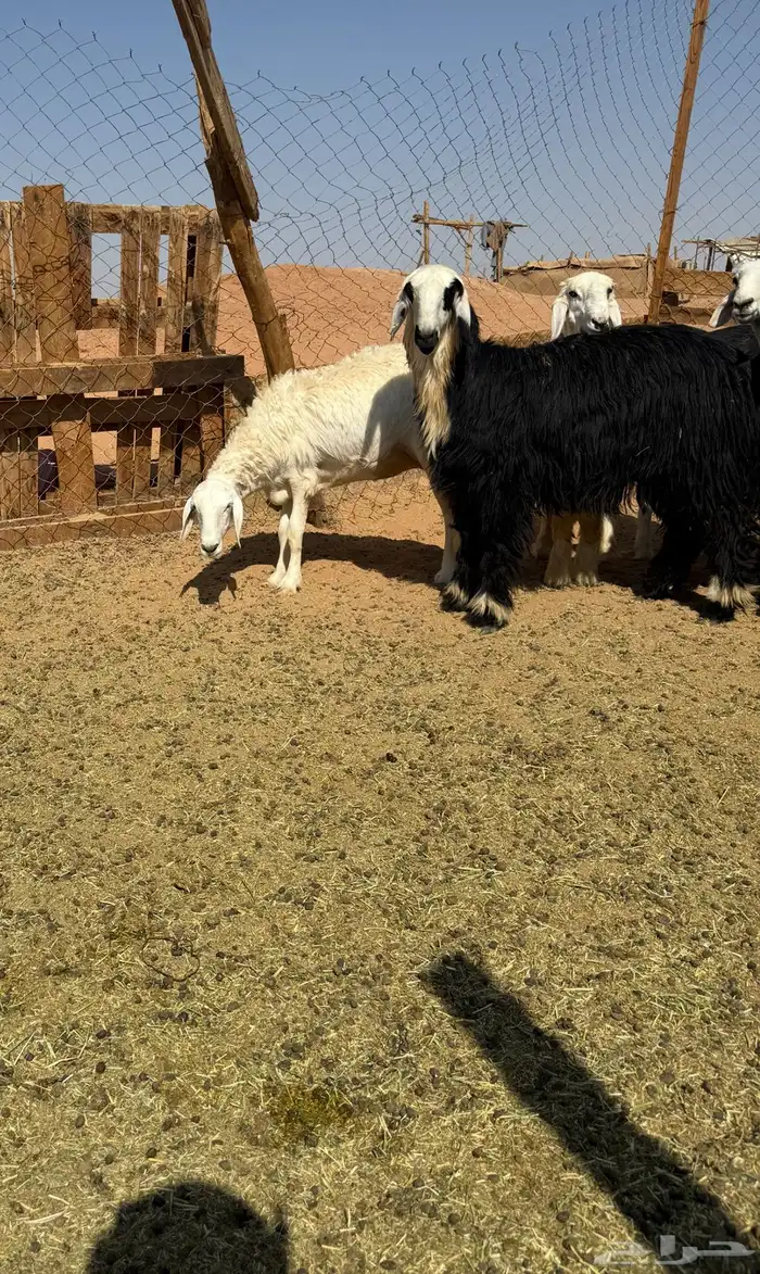 خرفان و رخال 6