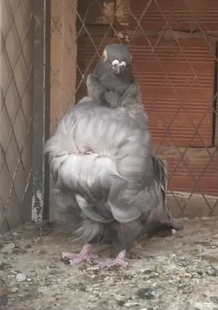 حمام صربي وفرايد زينه 1