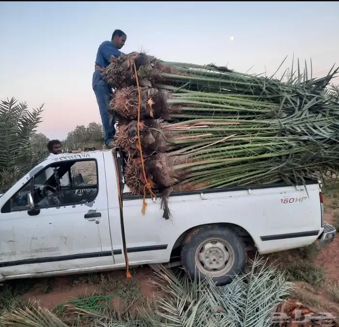 مشاءالله تبارك الله نخل طيب 2