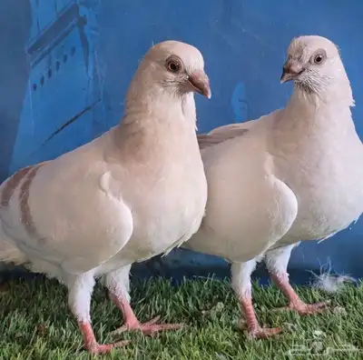 جووز بوز احمر بكحله مع انتاجه index