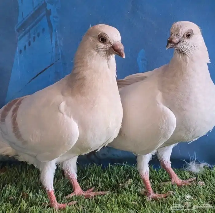 جووز بوز احمر بكحله مع انتاجه 2