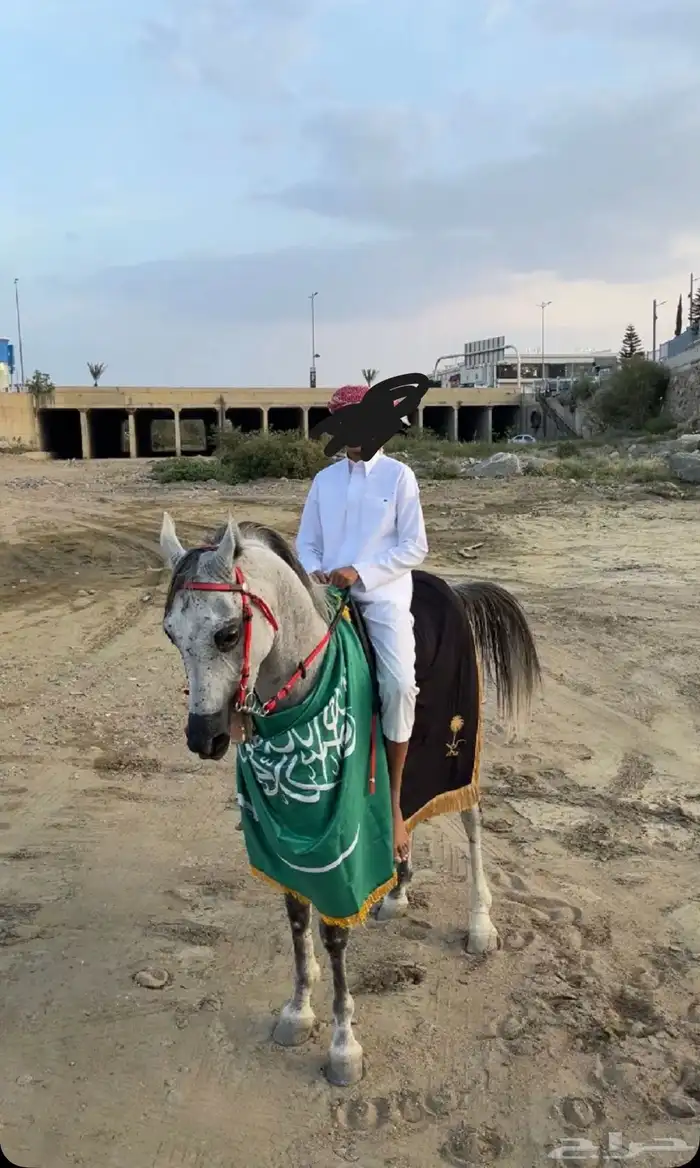 خيل واهو للبيع كفو 0